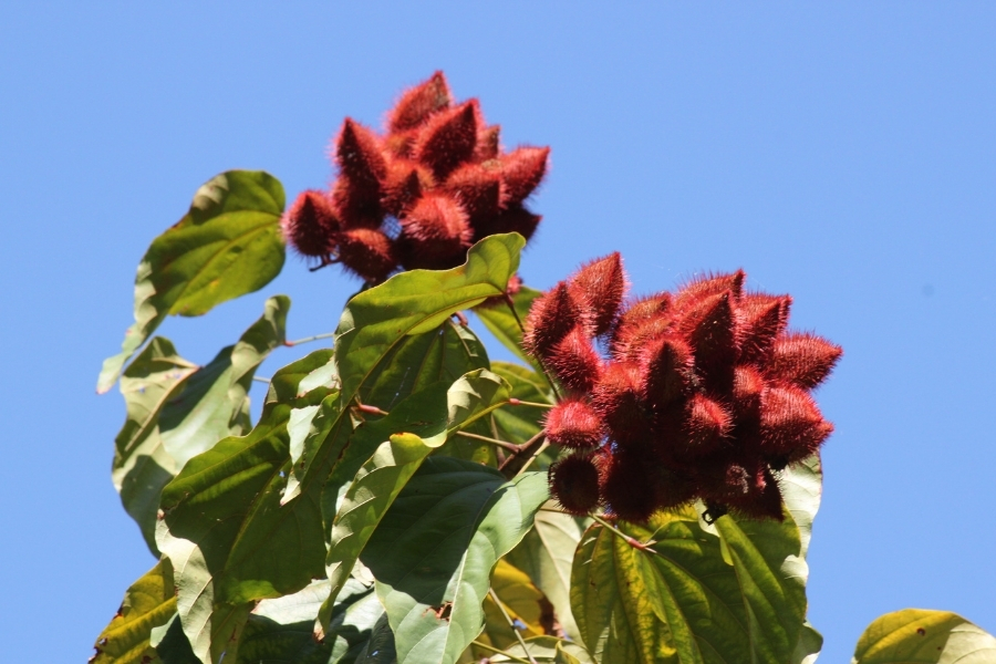 Natpure Col Orange LC215L - Annatto Plant